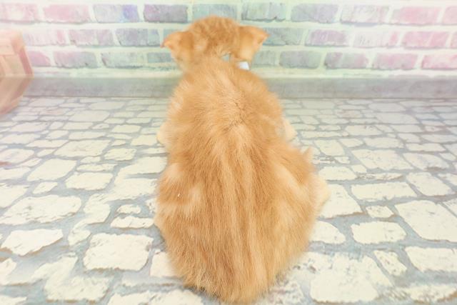 埼玉県のスコティッシュフォールド (Coo&RIKU川越店/2026年1月17日生まれ/男の子/レッドタビーホワイト)の子猫の4枚目の画像