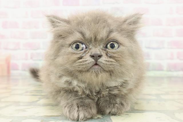 神奈川県のミヌエット (Coo&RIKU藤沢店/2026年1月20日生まれ/男の子/ブルー)の子猫の1枚目の画像