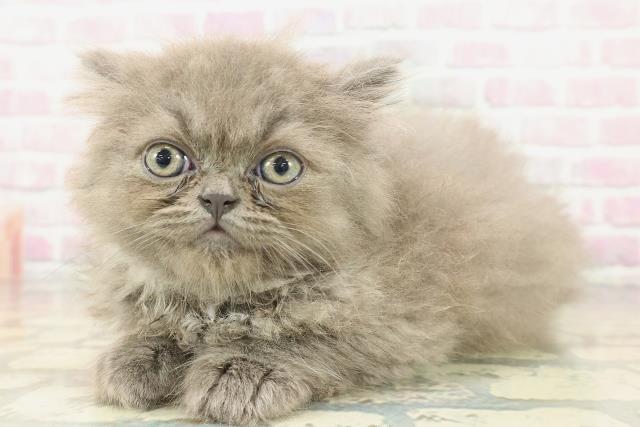 神奈川県のミヌエット (Coo&RIKU藤沢店/2026年1月20日生まれ/男の子/ブルー)の子猫の2枚目の画像