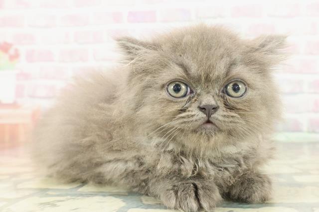 神奈川県のミヌエット (Coo&RIKU藤沢店/2026年1月20日生まれ/男の子/ブルー)の子猫の3枚目の画像