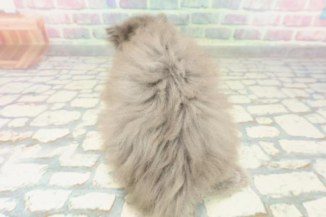 神奈川県のミヌエット (Coo&RIKU藤沢店/2026年1月20日生まれ/男の子/ブルー)の子猫の4枚目の画像