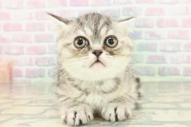 東京都のミヌエット (Coo&RIKU立川店/2026年1月20日生まれ/男の子/シルバータビー)の子猫