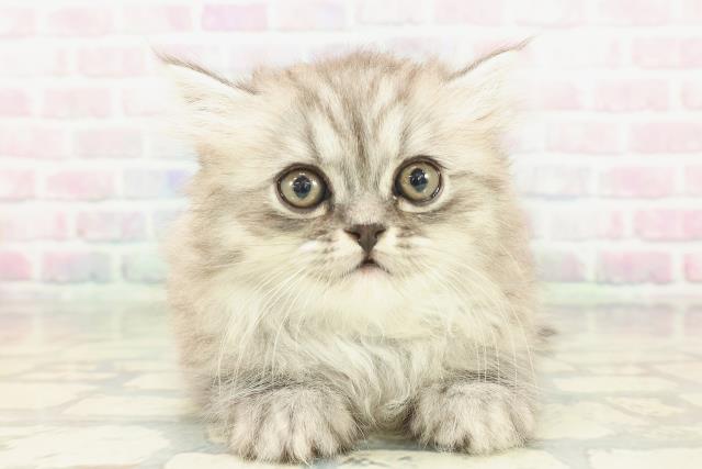 埼玉県のミヌエット (Coo&RIKU川越店/2026年1月20日生まれ/女の子/シルバータビー)の子猫の1枚目の画像