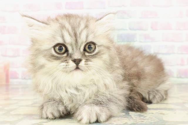 埼玉県のミヌエット (Coo&RIKU川越店/2026年1月20日生まれ/女の子/シルバータビー)の子猫の2枚目の画像