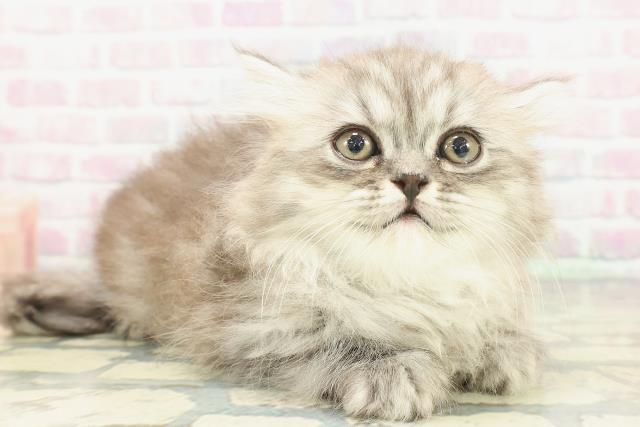 埼玉県のミヌエット (Coo&RIKU川越店/2026年1月20日生まれ/女の子/シルバータビー)の子猫の3枚目の画像