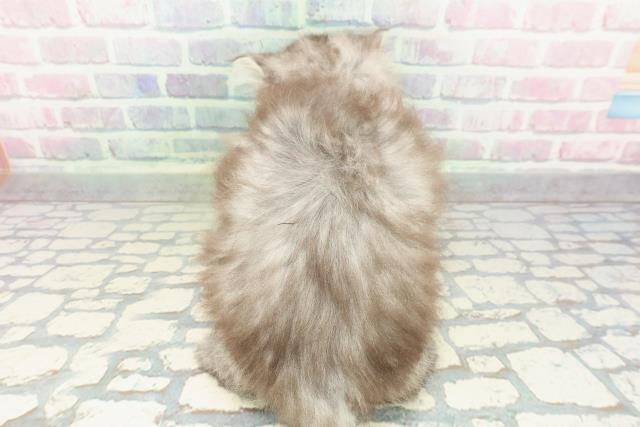 埼玉県のミヌエット (Coo&RIKU川越店/2026年1月20日生まれ/女の子/シルバータビー)の子猫の4枚目の画像