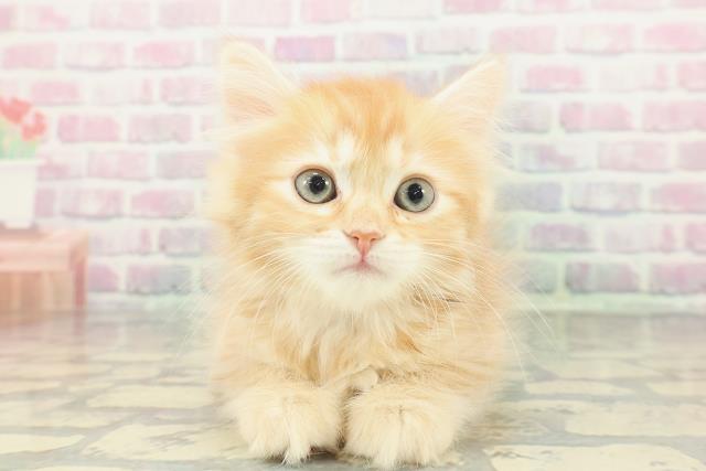 神奈川県のサイベリアン (Coo&RIKU藤沢店/2026年1月16日生まれ/女の子/レッドタビー)の子猫の1枚目の画像