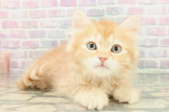 神奈川県のサイベリアン (Coo&RIKU藤沢店/2026年1月16日生まれ/女の子/レッドタビー)の子猫の3枚目の画像