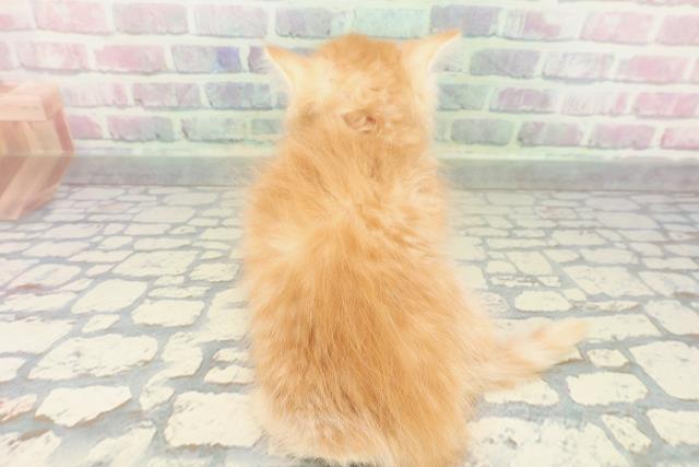 神奈川県のサイベリアン (Coo&RIKU藤沢店/2026年1月16日生まれ/女の子/レッドタビー)の子猫の4枚目の画像