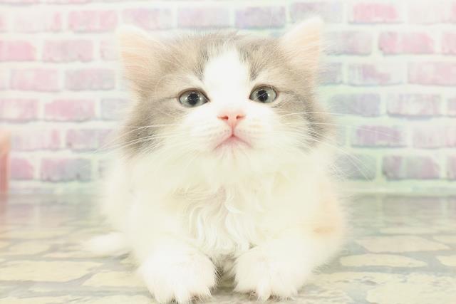 神奈川県のサイベリアン (Coo&RIKU平塚店/2026年1月16日生まれ/女の子/ダイリュートキャリコ)の子猫の1枚目の画像