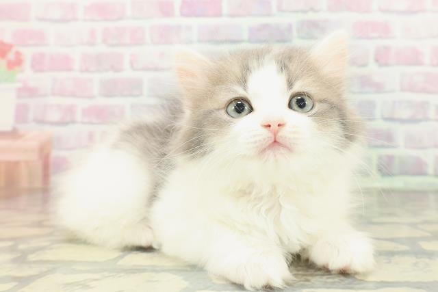 神奈川県のサイベリアン (Coo&RIKU平塚店/2026年1月16日生まれ/女の子/ダイリュートキャリコ)の子猫の3枚目の画像