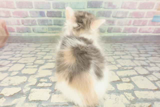神奈川県のサイベリアン (Coo&RIKU平塚店/2026年1月16日生まれ/女の子/ダイリュートキャリコ)の子猫の4枚目の画像
