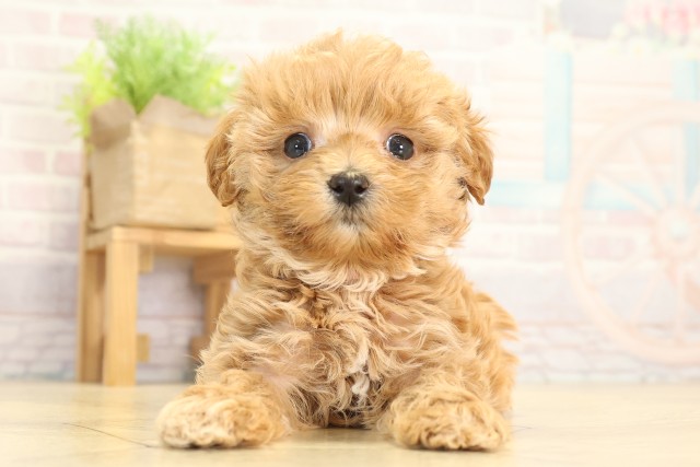 愛知県のマルプー(マルチーズ×プードル) (Coo&RIKU半田店/2026年1月12日生まれ/女の子/アプリコット)の子犬の1枚目の画像