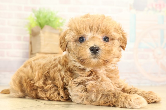 愛知県のマルプー(マルチーズ×プードル) (Coo&RIKU半田店/2026年1月12日生まれ/女の子/アプリコット)の子犬の2枚目の画像