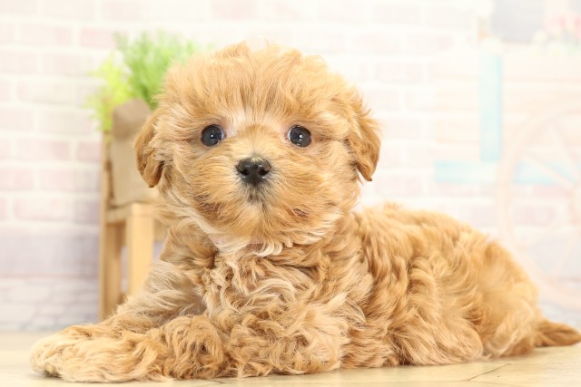 愛知県のマルプー(マルチーズ×プードル) (Coo&RIKU半田店/2026年1月12日生まれ/女の子/アプリコット)の子犬の3枚目の画像