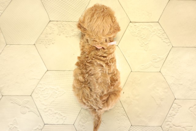 愛知県のマルプー(マルチーズ×プードル) (Coo&RIKU半田店/2026年1月12日生まれ/女の子/アプリコット)の子犬の4枚目の画像