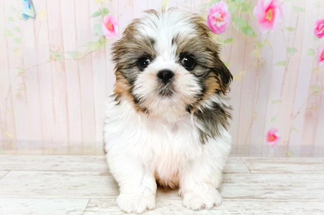 北海道のシーズー (Coo&RIKU北見店/2026年1月23日生まれ/男の子/ゴールドホワイト)の子犬