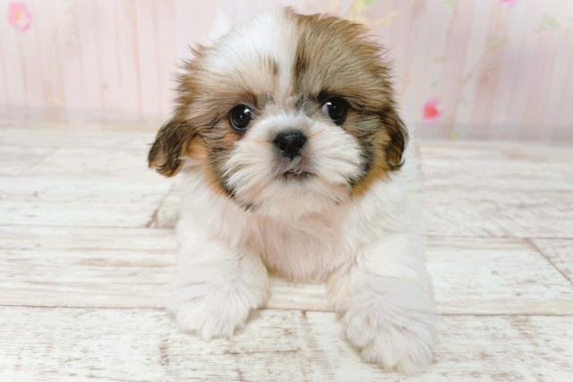 北海道のシーズー (Coo&RIKU岩見沢店/2026年1月23日生まれ/女の子/ゴールドホワイト)の子犬