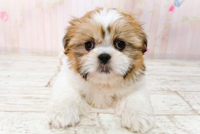 北海道のシーズー (Coo&RIKU釧路店/2026年1月23日生まれ/女の子/ゴールドホワイト)の子犬