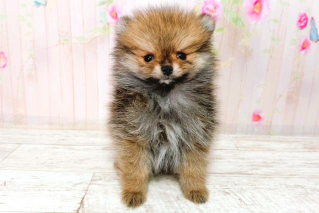 北海道のポメラニアン (Coo&RIKU函館店/2026年1月25日生まれ/男の子/ウルフセーブル)の子犬