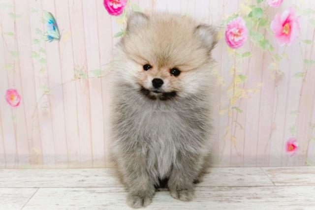 北海道のポメラニアン (Coo&RIKU北見店/2026年1月25日生まれ/男の子/ウルフセーブル)の子犬