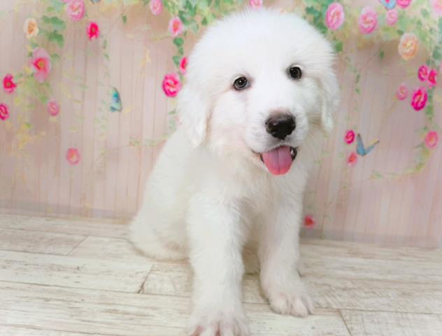 神奈川県のグレートピレニーズ (Coo&RIKU横浜旭店/2026年1月21日生まれ/男の子/ホワイト)の子犬の1枚目の画像