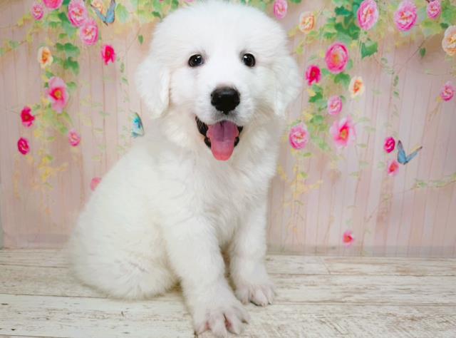 神奈川県のグレートピレニーズ (Coo&RIKU横浜旭店/2026年1月21日生まれ/男の子/ホワイト)の子犬の2枚目の画像