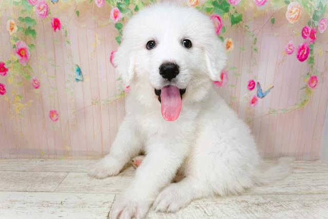 神奈川県のグレートピレニーズ (Coo&RIKU横浜旭店/2026年1月21日生まれ/男の子/ホワイト)の子犬の3枚目の画像