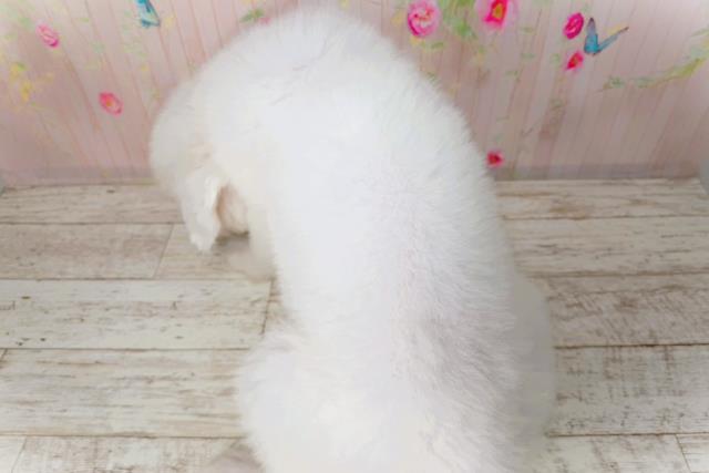 神奈川県のグレートピレニーズ (Coo&RIKU横浜旭店/2026年1月21日生まれ/男の子/ホワイト)の子犬の4枚目の画像