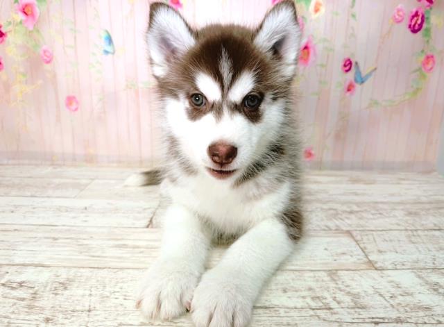 シベリアンハスキー