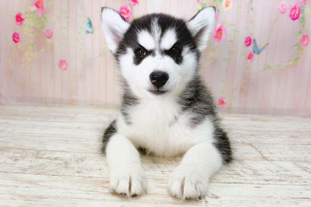 東京都のシベリアンハスキー (Coo&RIKU練馬店/2026年1月24日生まれ/男の子/ブラックホワイト)の子犬