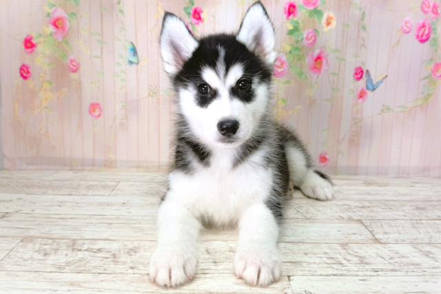 北海道のシベリアンハスキー (Coo&RIKU岩見沢店/2026年1月24日生まれ/男の子/ブラックホワイト)の子犬