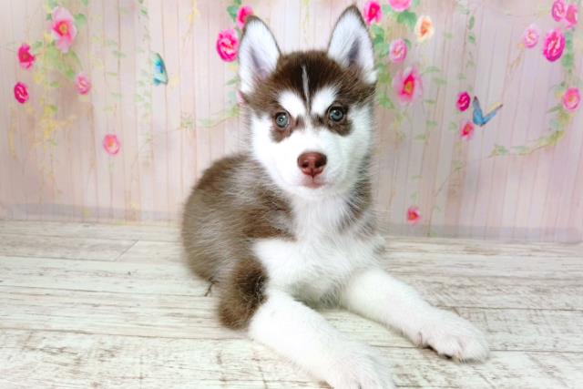 北海道のシベリアンハスキー (Coo&RIKU北見店/2026年1月24日生まれ/女の子/チョコレートホワイト)の子犬