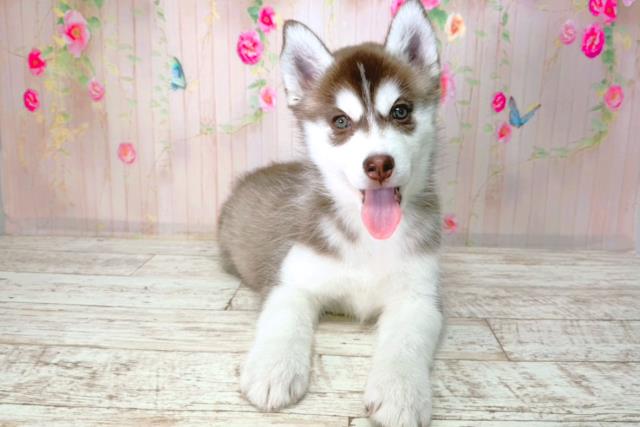 埼玉県のシベリアンハスキー (Coo&RIKU川越店/2026年1月24日生まれ/女の子/チョコレートホワイト)の子犬の1枚目の画像