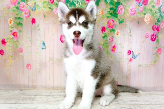 埼玉県のシベリアンハスキー (Coo&RIKU川越店/2026年1月24日生まれ/女の子/チョコレートホワイト)の子犬の2枚目の画像