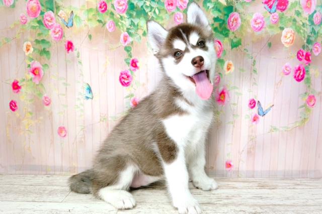 埼玉県のシベリアンハスキー (Coo&RIKU川越店/2026年1月24日生まれ/女の子/チョコレートホワイト)の子犬の3枚目の画像