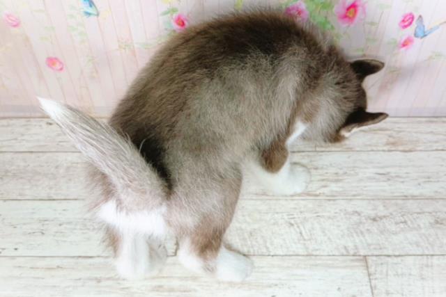 埼玉県のシベリアンハスキー (Coo&RIKU川越店/2026年1月24日生まれ/女の子/チョコレートホワイト)の子犬の4枚目の画像