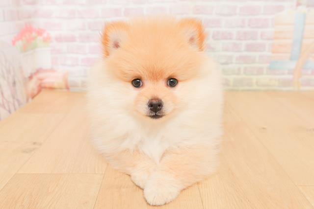 福島県のポメラニアン (Coo&RIKUいわき店/2026年1月19日生まれ/男の子/クリーム)の子犬の1枚目の画像