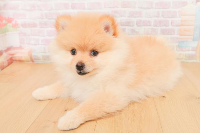 福島県のポメラニアン (Coo&RIKUいわき店/2026年1月19日生まれ/男の子/クリーム)の子犬の2枚目の画像