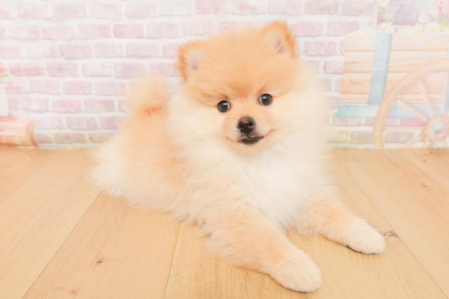 福島県のポメラニアン (Coo&RIKUいわき店/2026年1月19日生まれ/男の子/クリーム)の子犬の3枚目の画像