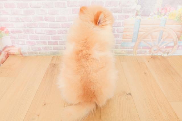 福島県のポメラニアン (Coo&RIKUいわき店/2026年1月19日生まれ/男の子/クリーム)の子犬の4枚目の画像