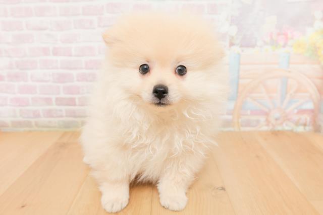 青森県のポメラニアン (Coo&RIKU青森店/2026年1月19日生まれ/男の子/クリーム)の子犬の1枚目の画像