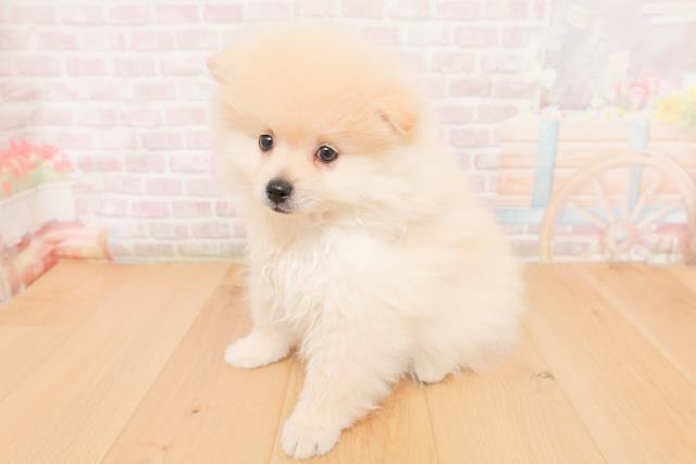 青森県のポメラニアン (Coo&RIKU青森店/2026年1月19日生まれ/男の子/クリーム)の子犬の2枚目の画像