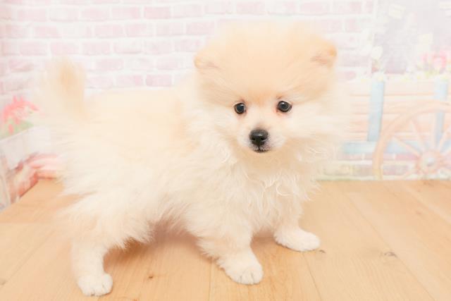 青森県のポメラニアン (Coo&RIKU青森店/2026年1月19日生まれ/男の子/クリーム)の子犬の3枚目の画像