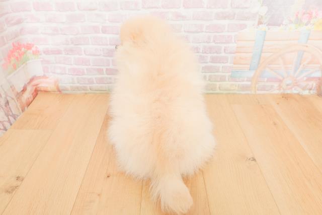 青森県のポメラニアン (Coo&RIKU青森店/2026年1月19日生まれ/男の子/クリーム)の子犬の4枚目の画像