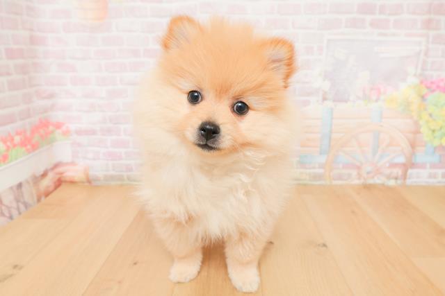 群馬県のポメラニアン (Coo&RIKU前橋店/2026年1月19日生まれ/女の子/クリーム)の子犬