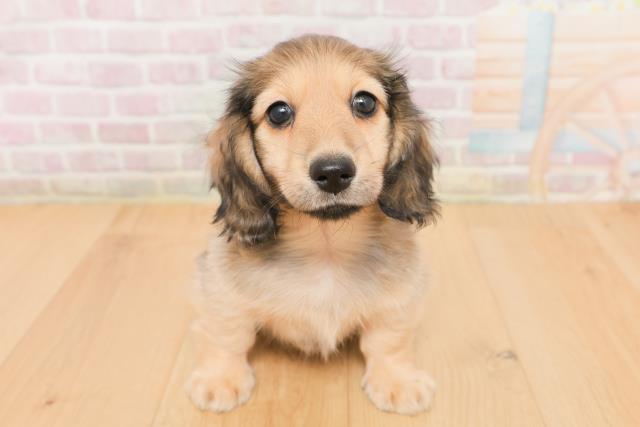 青森県のミニチュアダックスフンド(ロング) (Coo&RIKU八戸店/2026年1月22日生まれ/男の子/シェーデットイエロー)の子犬の1枚目の画像