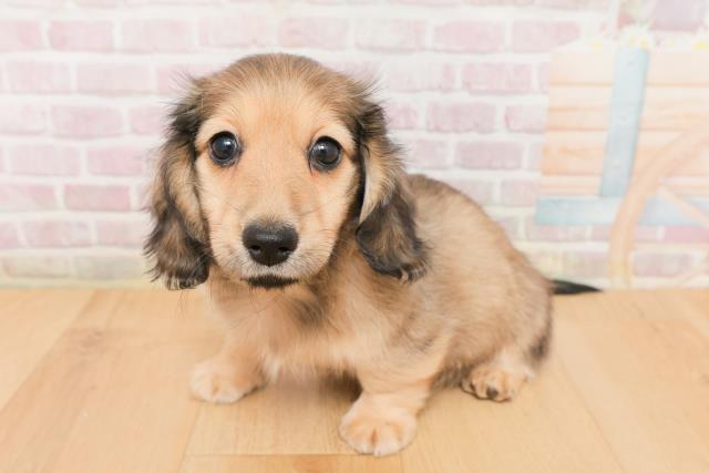 青森県のミニチュアダックスフンド(ロング) (Coo&RIKU八戸店/2026年1月22日生まれ/男の子/シェーデットイエロー)の子犬の2枚目の画像