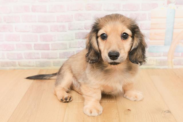 青森県のミニチュアダックスフンド(ロング) (Coo&RIKU八戸店/2026年1月22日生まれ/男の子/シェーデットイエロー)の子犬の3枚目の画像