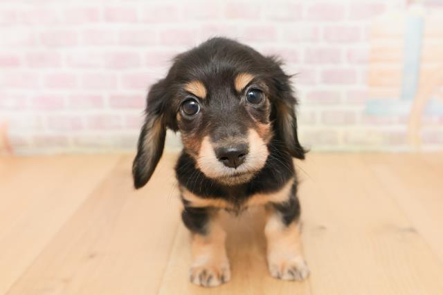 岩手県のミニチュアダックスフンド(ロング) (Coo&RIKU岩手盛岡店/2026年1月22日生まれ/女の子/ブラックタン)の子犬の1枚目の画像